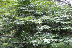 Cinnamomum verum